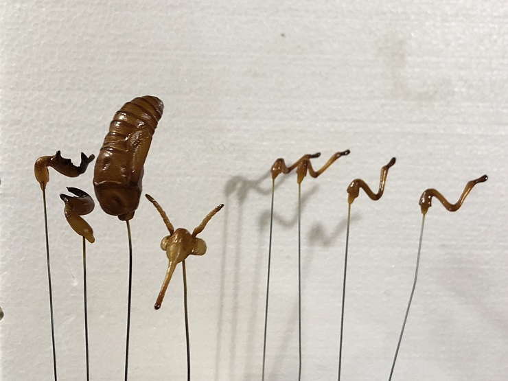 セミの幼虫の造形page-visual セミの幼虫の造形ビジュアル